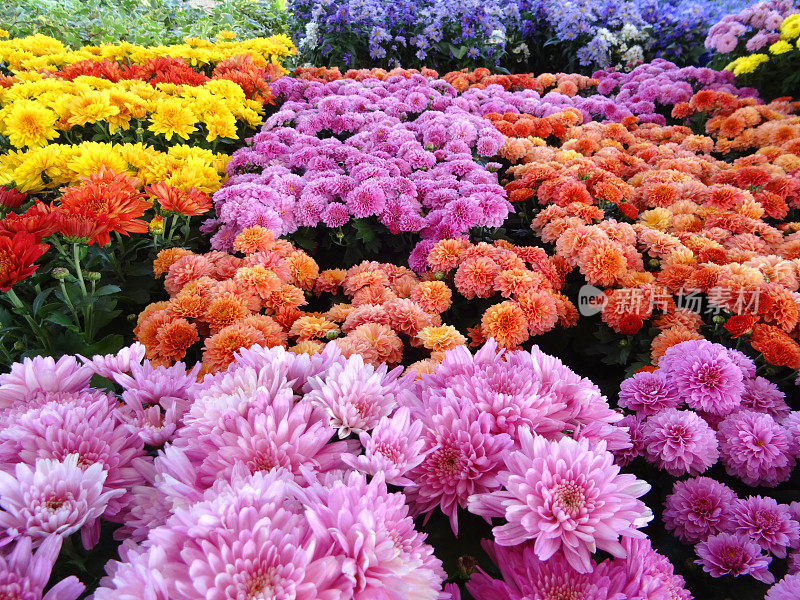 色彩鲜艳的菊花/菊花，盆栽植物的形象